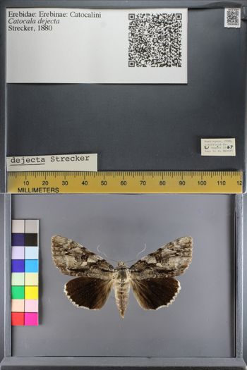 Media type: image;   Entomology 639962